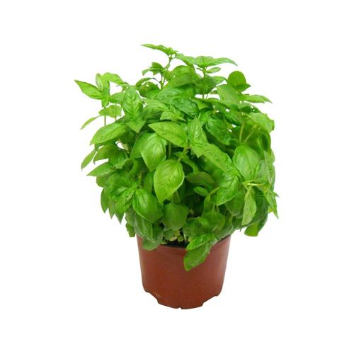 BASILICO VASO  *6 PEZZI X COLLO *SOLO COLLI INTERI 