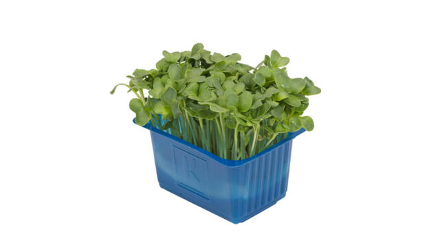 DAICON CRESS
