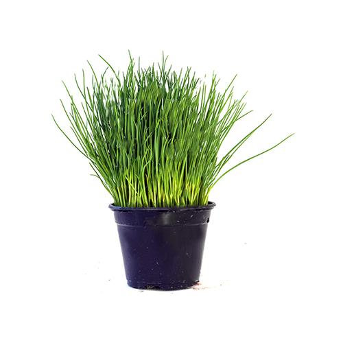 ERBA CIPOLLINA VASO*** SOLO COLLI INTERI