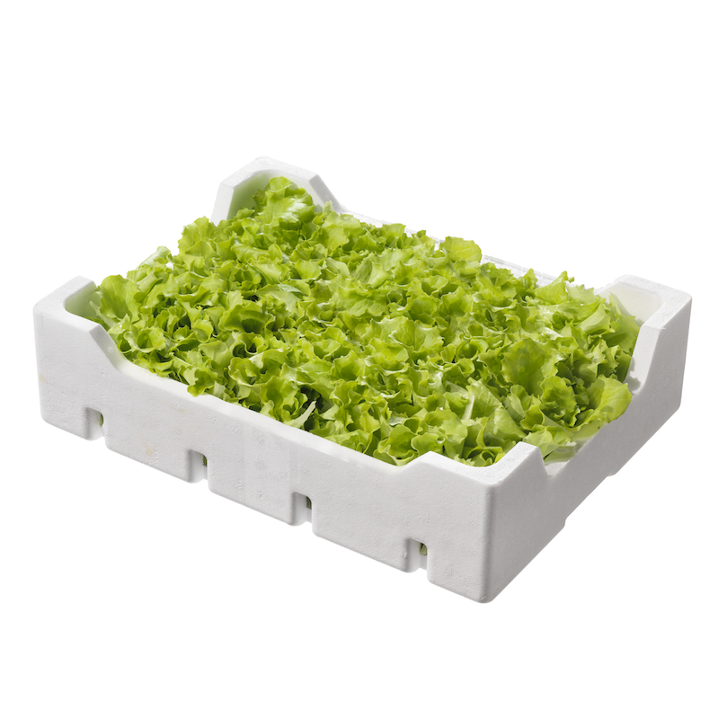 INSALATINA NON LAVATA SFUSA