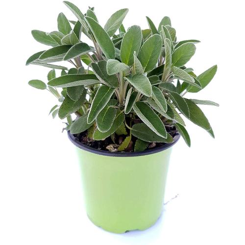 SALVIA VASO*** SOLO COLLI INTERI